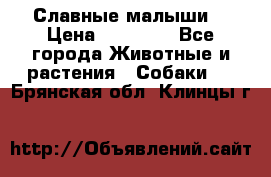 Славные малыши! › Цена ­ 10 000 - Все города Животные и растения » Собаки   . Брянская обл.,Клинцы г.